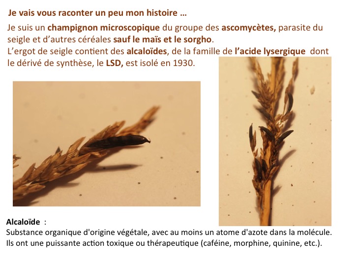 L’ergot du seigle Société Mycologique de Saint Genis Laval L’ergot du seigle Société Mycologique de Saint Genis Laval