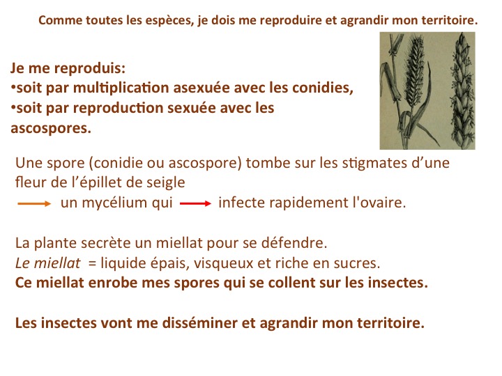 L’ergot du seigle Société Mycologique de Saint Genis Laval L’ergot du seigle Société Mycologique de Saint Genis Laval