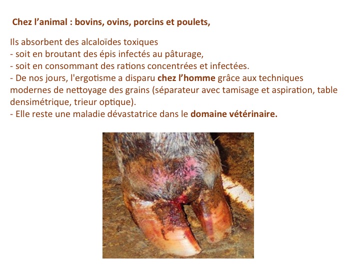 L’ergot du seigle Société Mycologique de Saint Genis Laval L’ergot du seigle Société Mycologique de Saint Genis Laval