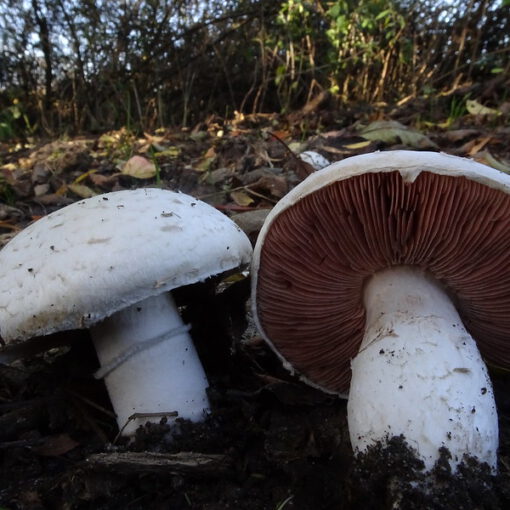 agaricus campestris