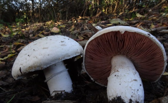 agaricus campestris